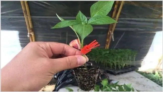 辣椒嫁接后怎么管理维护 | 自然知识