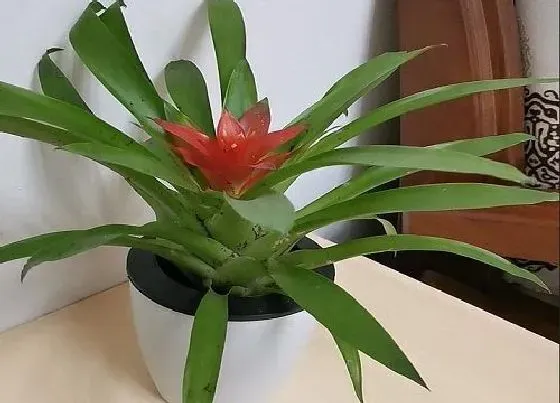 植物寓意|代表好运的植物有哪些