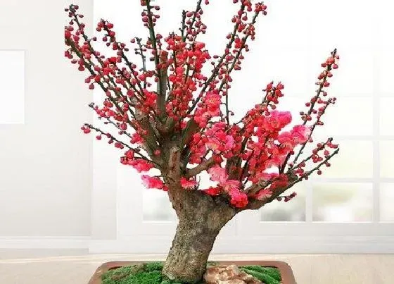 开花时间|红梅什么时候长花苞