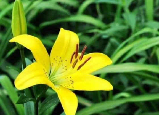 花语|黄百合花的花语和寓意