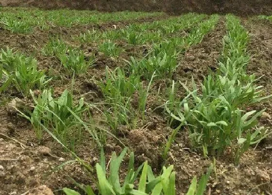 植物施肥|种空心菜用什么肥料好