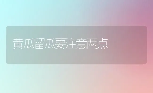 黄瓜留瓜要注意两点 | 蔬菜种植