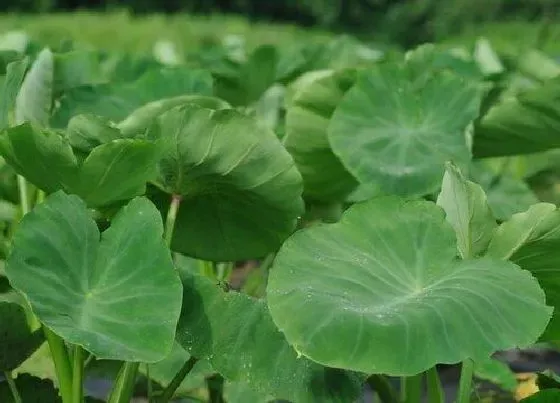 功效常识|独角莲的功效与作用