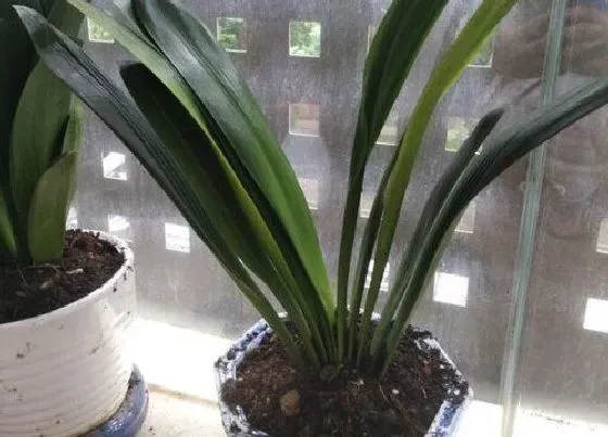 植物百科|君子兰是单性花还是双性花