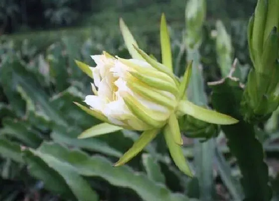 功效常识|剑花的功效与作用