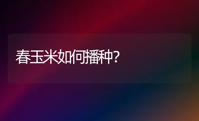 春玉米如何播种？ | 粮油作物种植