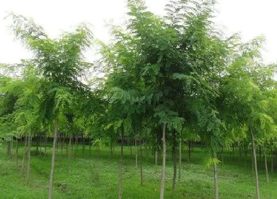 植物种类|鬼树是什么树 生长在什么地方