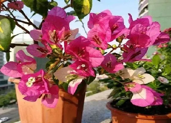 花期|三角梅多久开花一次