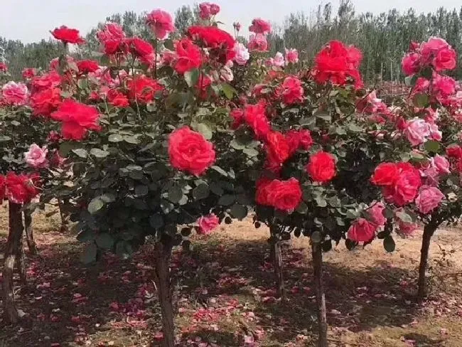 植物嫁接|树状月季是用什么树桩嫁接的，什么样的树桩可以嫁接月季）