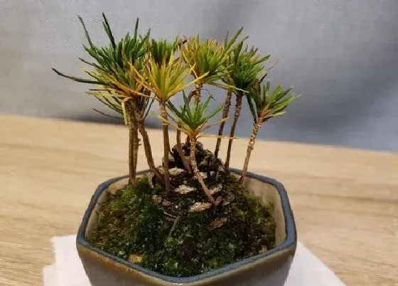 植物种类|黑松是国家保护植物吗