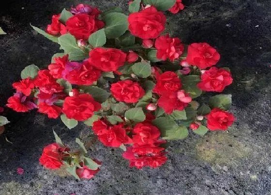 植物种类|凤仙花是木本植物吗