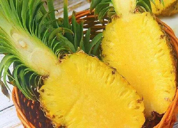 养殖科普|菠萝喜欢阳光吗