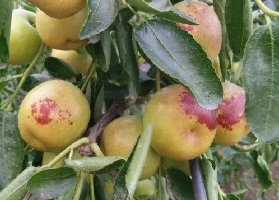 种植管理|冬枣树几年结果实