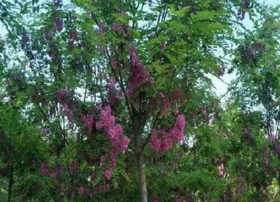 花期|红花刺槐花期是什么时候