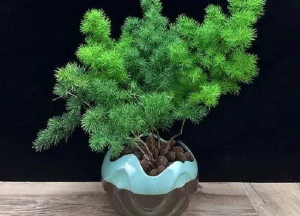 养殖方法|蓬莱松盆景的养殖方法和注意事项（怎样养蓬莱松）