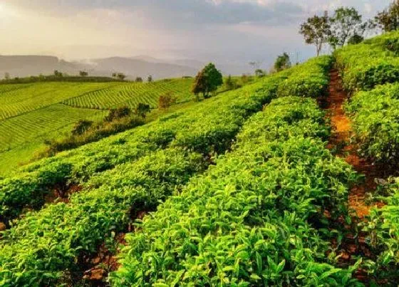 种植土壤|茶树适合什么土壤种植