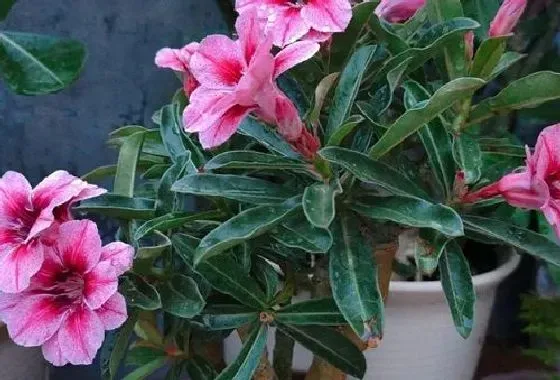 摆放常识|沙漠玫瑰花适合在室内养吗 适合养殖在室内还是