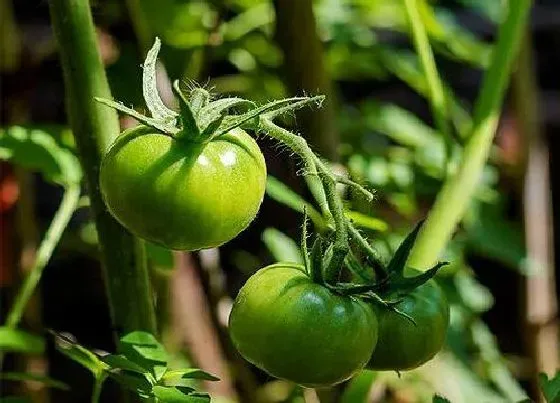 植物虫害|西红柿长虫子怎么办