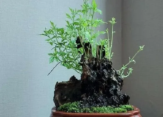 冬天植物|黄荆耐寒多少度