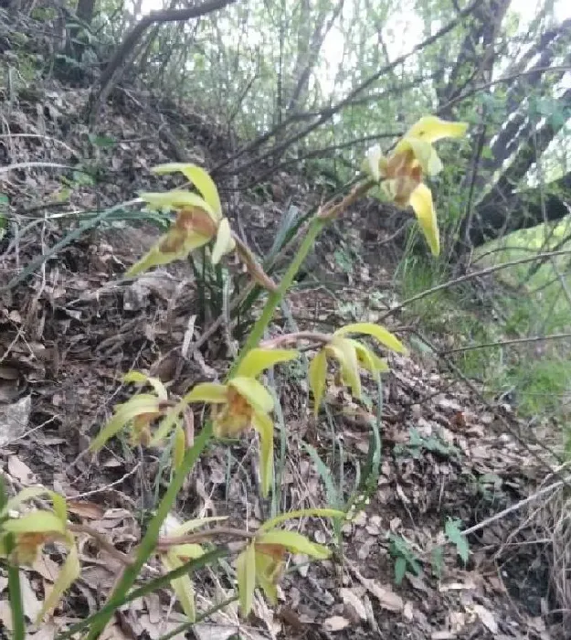 植物浇水|请问兰花几天浇一次水（室内兰花草大概多久浇水最佳）