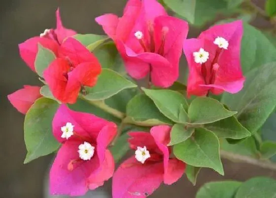 花期|三角梅多久开花一次