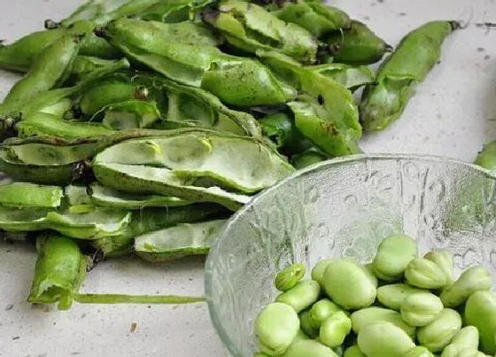 植物施肥|蚕豆皮可以做肥料吗