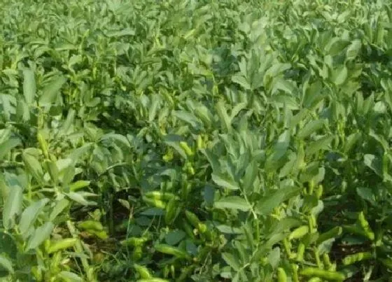 植物播种|河南蚕豆什么时候播种合适