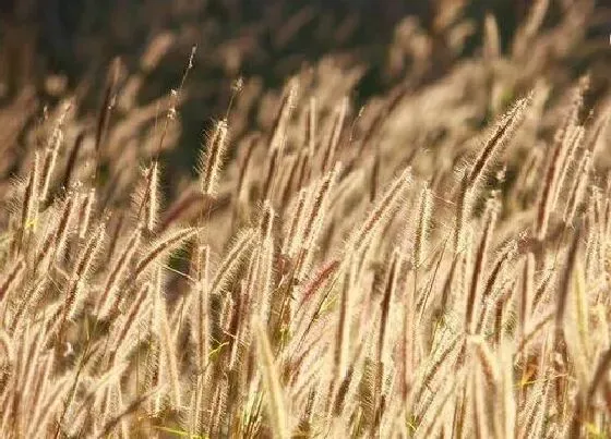 花语|狗尾巴花代表什么意思