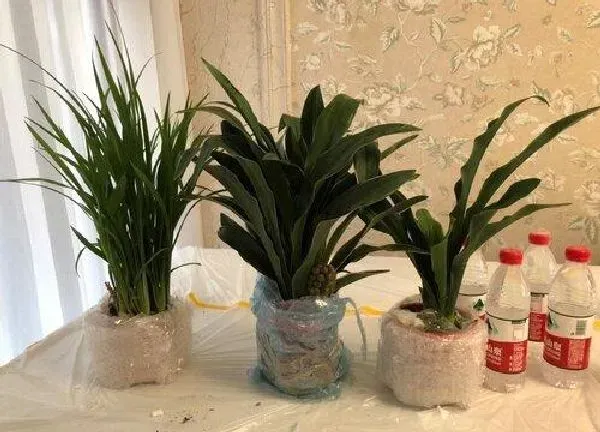 养殖科普|万年青喜阴还是喜阳光的植物