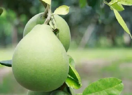 植物寓意|柚子代表什么象征意义