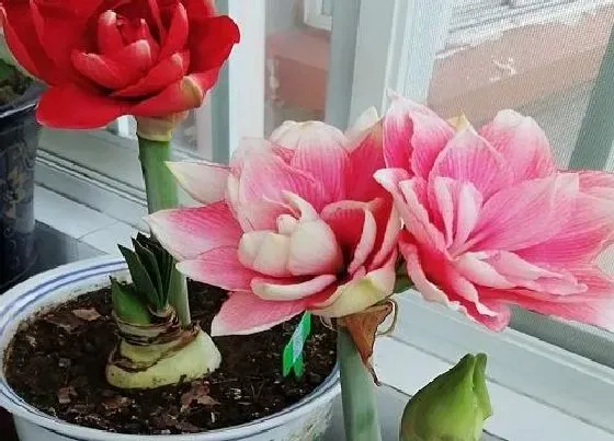 植物百科|朱顶红耐阴吗 是喜阳还是喜阴植物
