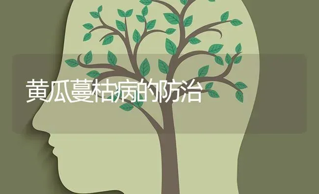 黄瓜蔓枯病的防治 | 蔬菜种植