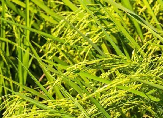 种植百科|水稻是自花传粉还是异花传粉，水稻花的主要传粉方式）