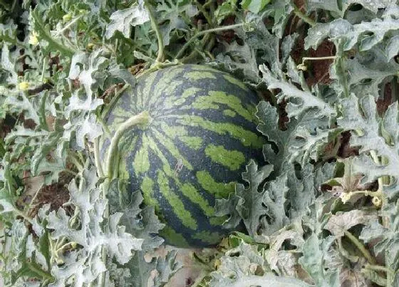 植物施肥|西瓜用什么肥料好