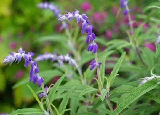 植物排行|丹参什么品种最好