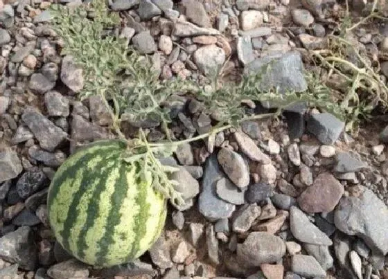 种植管理|打瓜什么时候种植最好