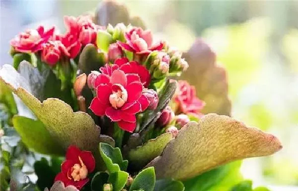 养殖科普|长寿花喜水吗 长寿花是喜水植物吗
