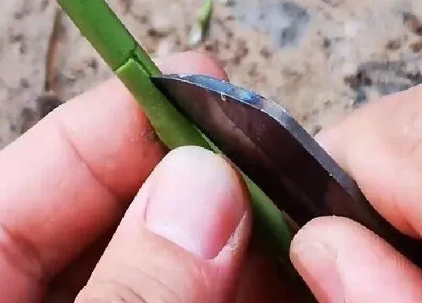 植物发芽|桃树芽接最佳时间和技术方法
