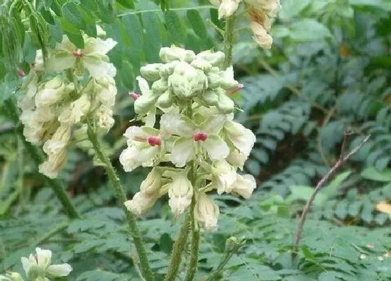 植物百科|云实树生长在什么地方