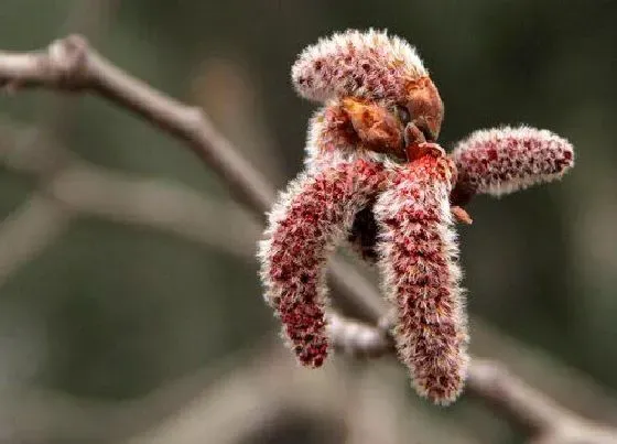 颜色花|白杨树的花是什么颜色