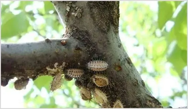 不同种类介壳虫的危害症状及综合防治措施 | 种植病虫害