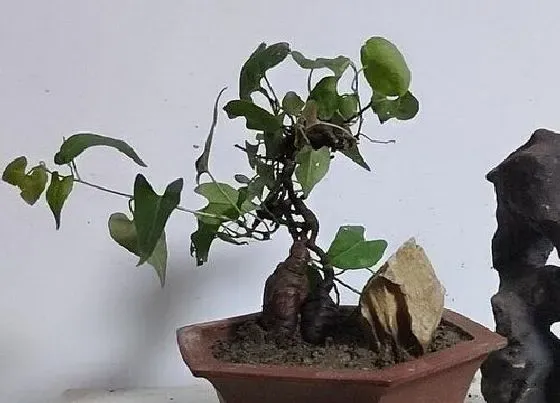 植物寓意|何首乌的风水寓意和摆放位置