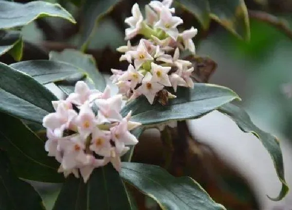 养殖方法|金边瑞香开完花怎么办