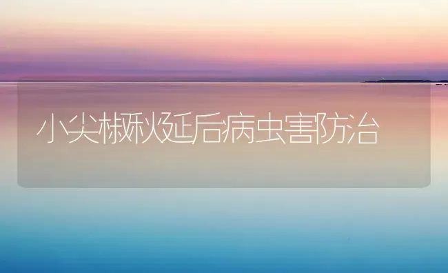 小尖椒秋延后病虫害防治 | 种植病虫害防治