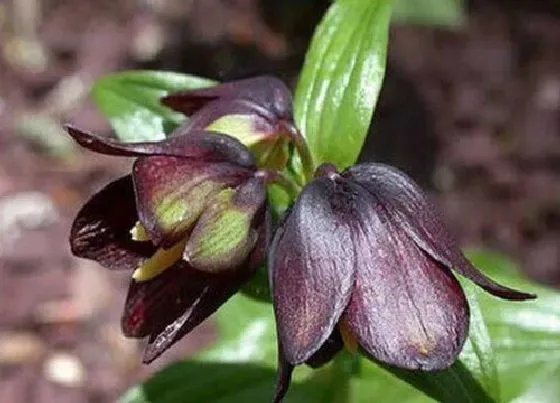 植物百科|百合花有几种颜色 分别是什么颜色