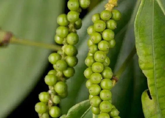 果实成熟|花椒采摘时间和收获季节