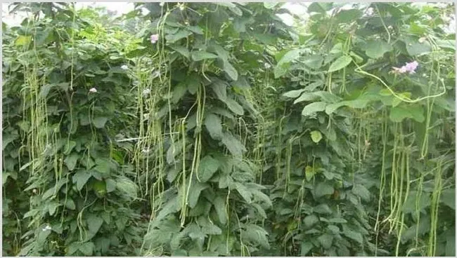 露地豇豆田间管理 | 种植技术