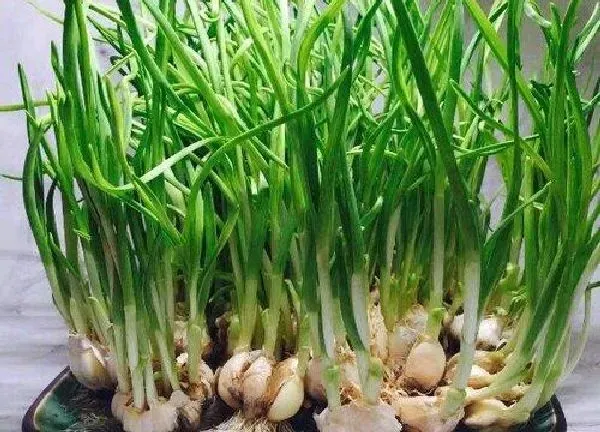 植物浇水|大蒜几天浇一次水 春夏秋冬各不同