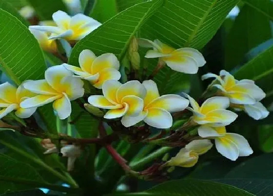 植物毒性|鸡蛋花的香味对人体有害吗