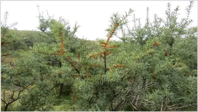沙棘田间种植技术介绍 | 农业科普
